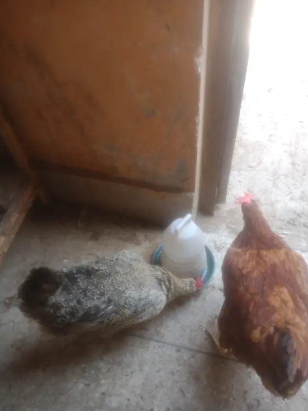 4 desi misri murgya for sale photo 1