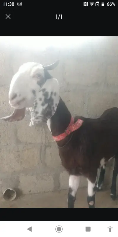 Bakri for sale photo 1