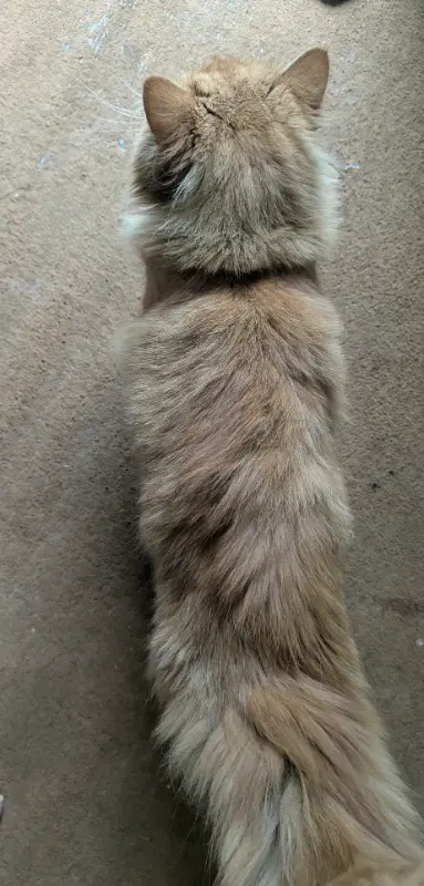 Cat for sale in Multan photo 2