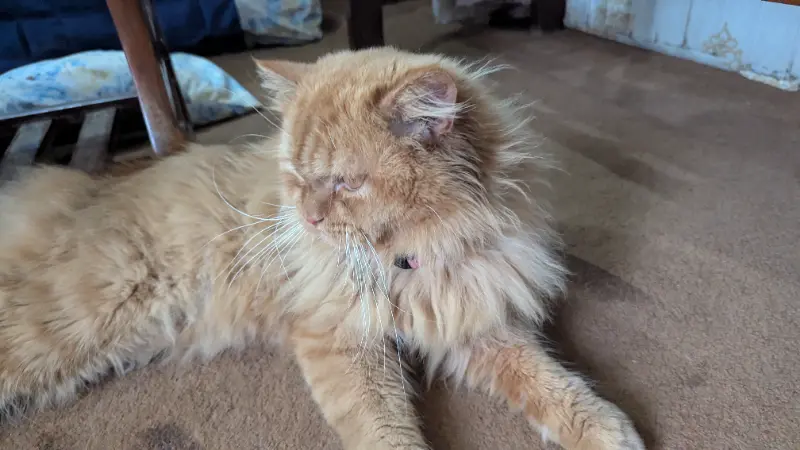 Cat for sale in Multan photo 1