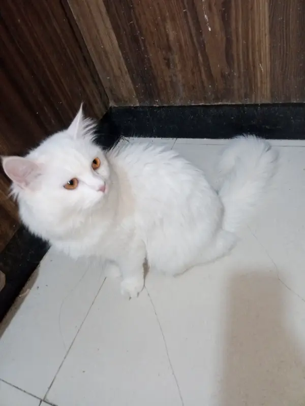Cat and kitten for sale. photo 3