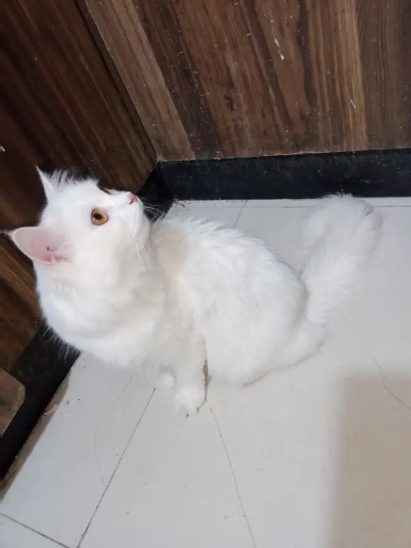 Cat and kitten for sale. photo 4