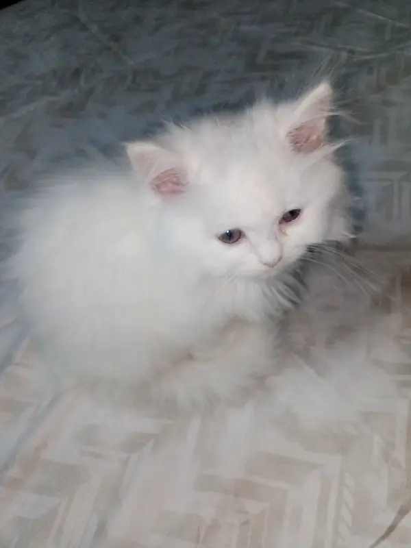 Cat and kitten for sale. photo 2