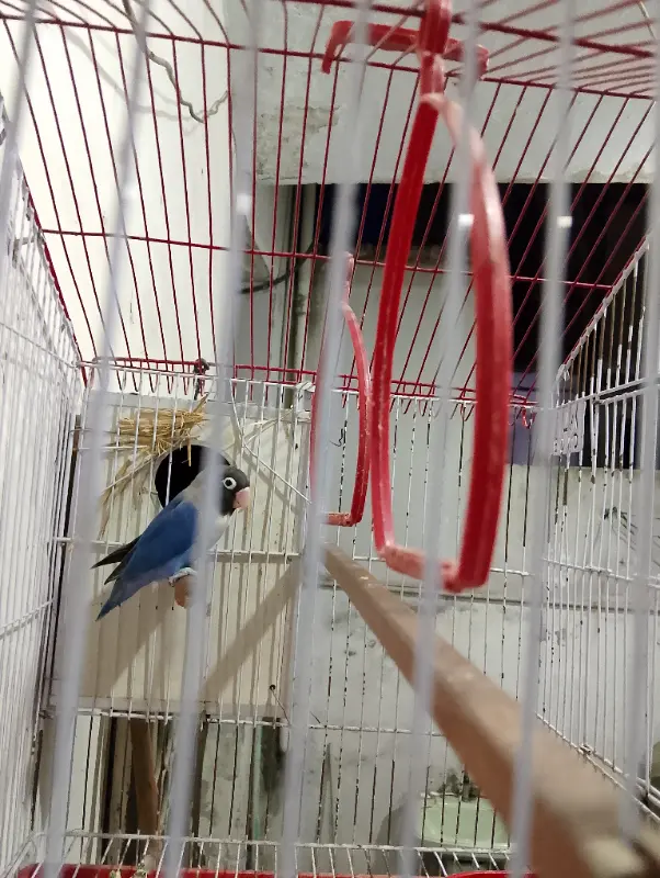 Loves Bird single male with cage photo 1