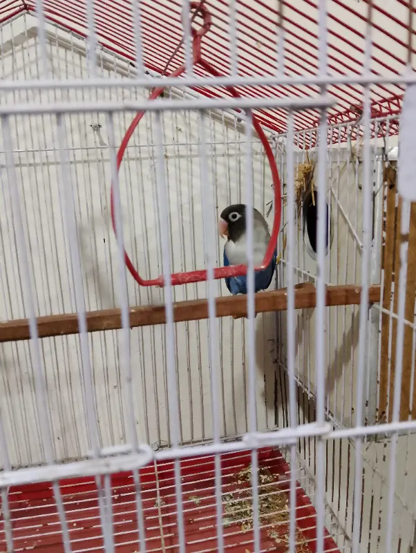 Loves Bird single male with cage photo 2